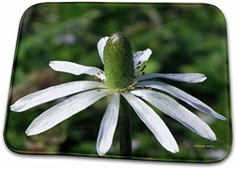 3drose Jackie Popp natura n Wildlife flori-Wildflower - Baie Baie covor Mats